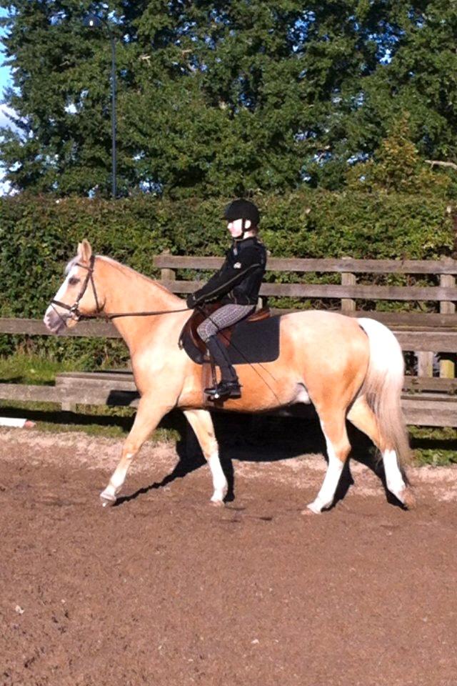 Palomino Fortunens Logo - Anden gang jeg red Logo. <3 billede 2