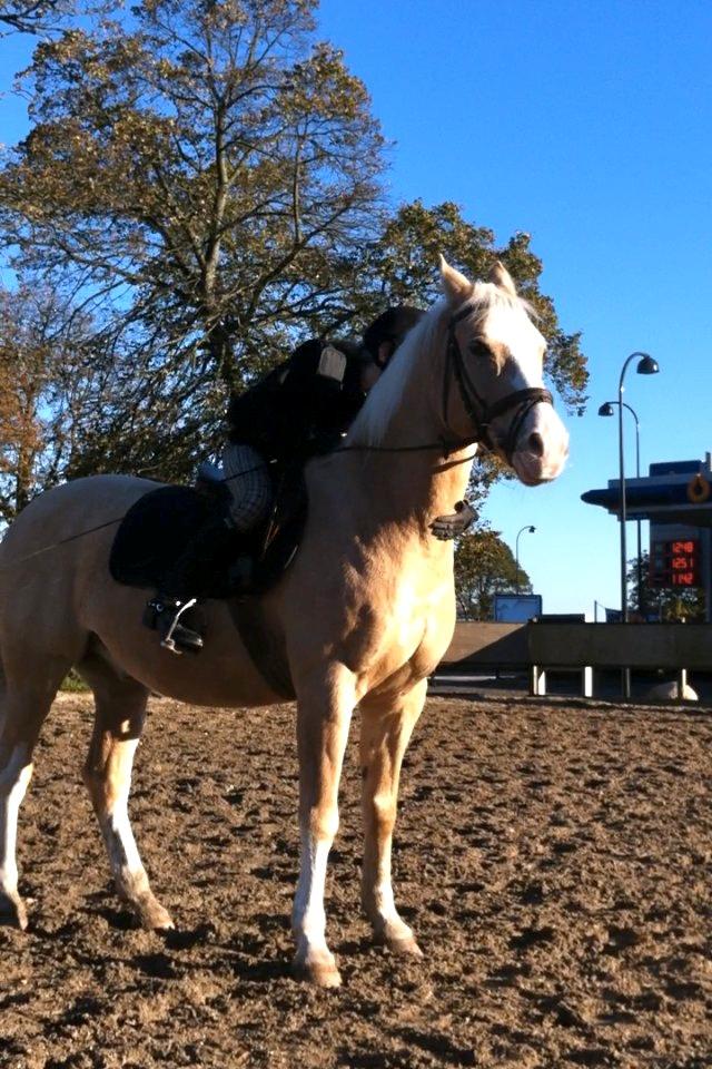 Palomino Fortunens Logo billede 3