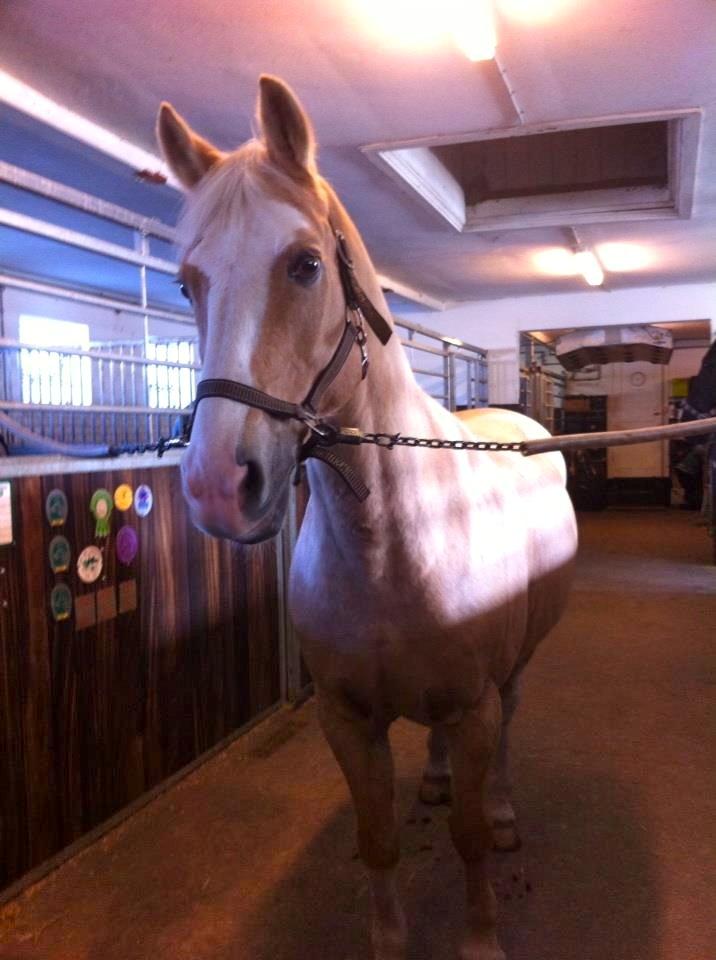 Palomino Fortunens Logo billede 4