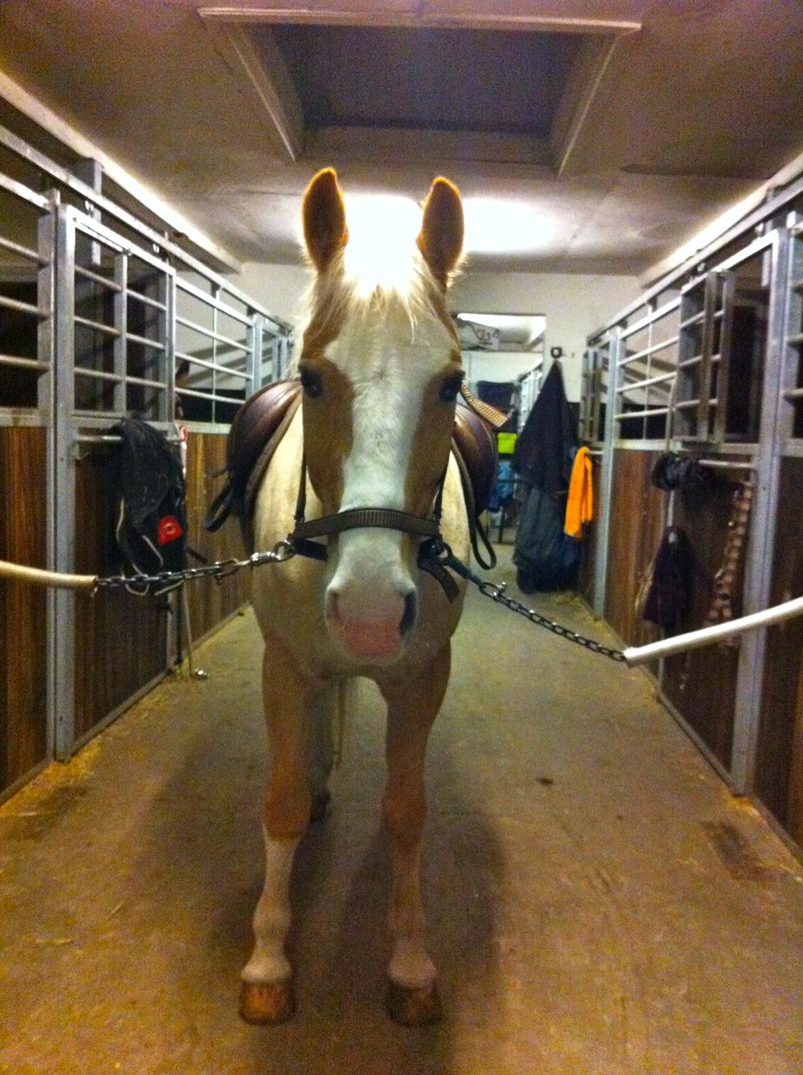 Palomino Fortunens Logo billede 5