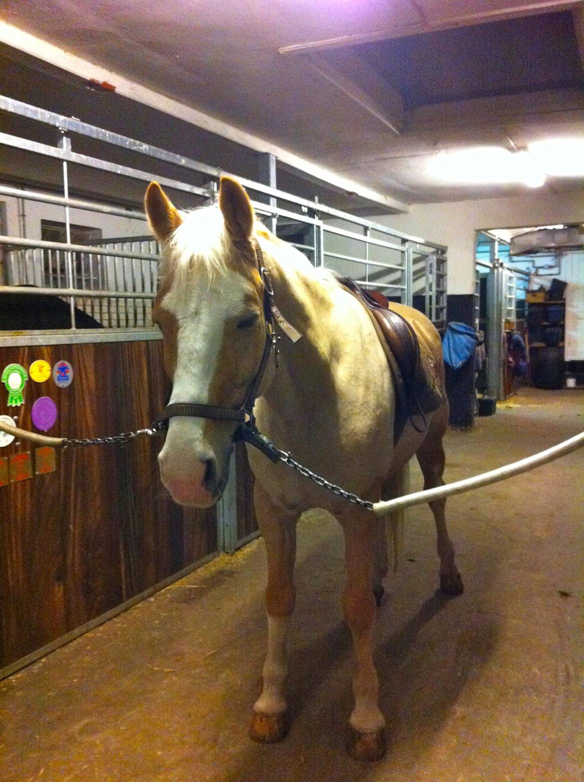 Palomino Fortunens Logo - Trætte Logo :3 billede 6