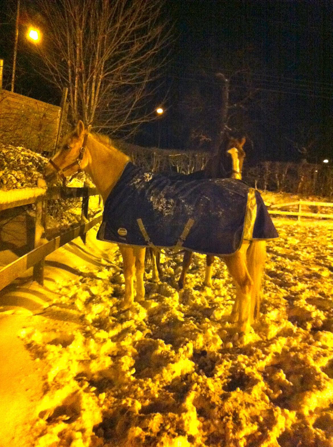 Palomino Fortunens Logo billede 7