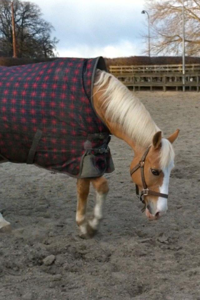 Palomino Fortunens Logo - Fotograf: Mig :) billede 9