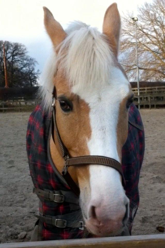 Palomino Fortunens Logo - Fotograf: Mig. :3 billede 10