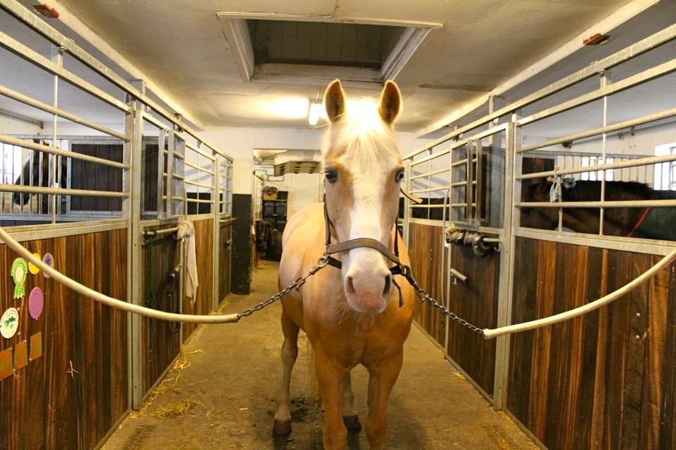 Palomino Fortunens Logo - Fotograf: Helena billede 11