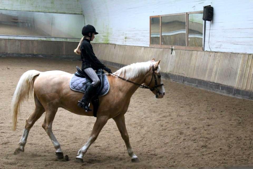 Palomino Fortunens Logo - Fotograf: Helena billede 13
