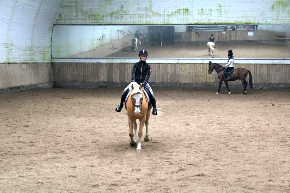 Palomino Fortunens Logo - Fotograf: Helena billede 14