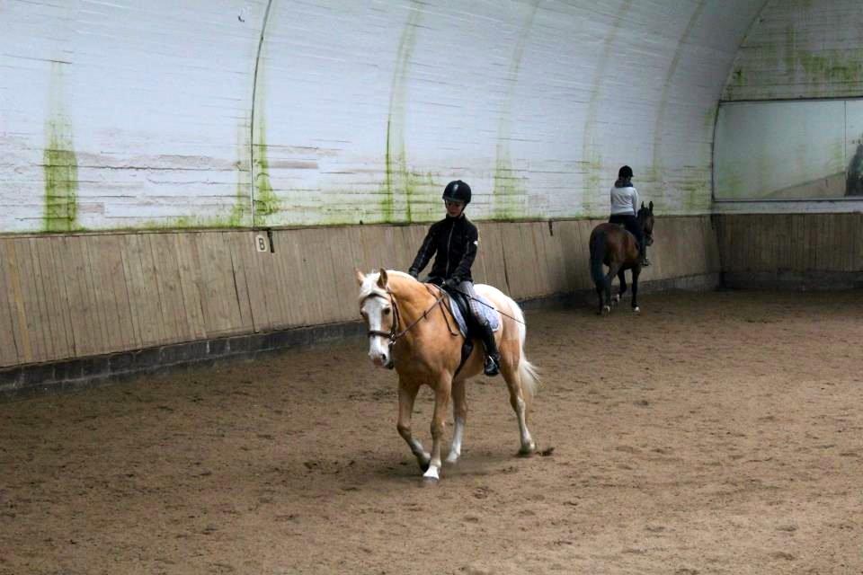 Palomino Fortunens Logo - Fotograf: Helena billede 12
