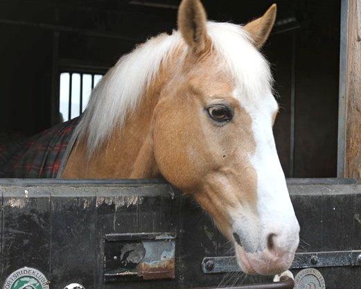 Palomino Fortunens Logo - Velkommen til Logos profil! :D | Fotograf: Helena billede 1