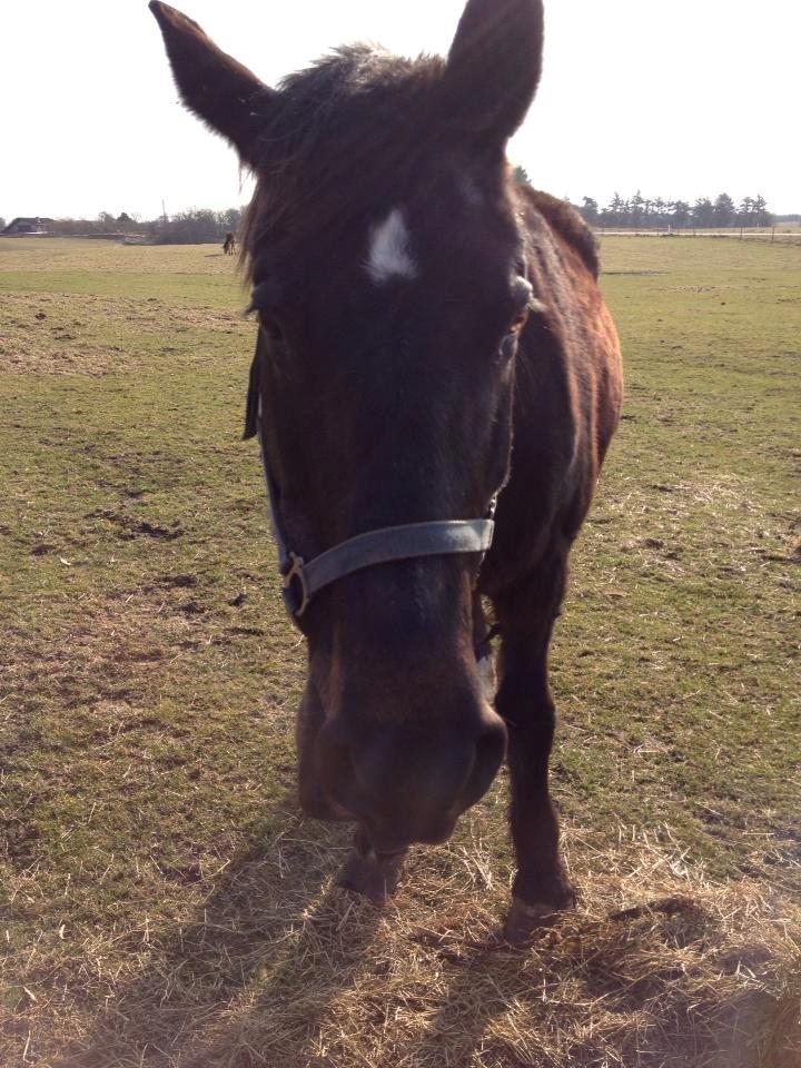Oldenborg Dolly billede 4