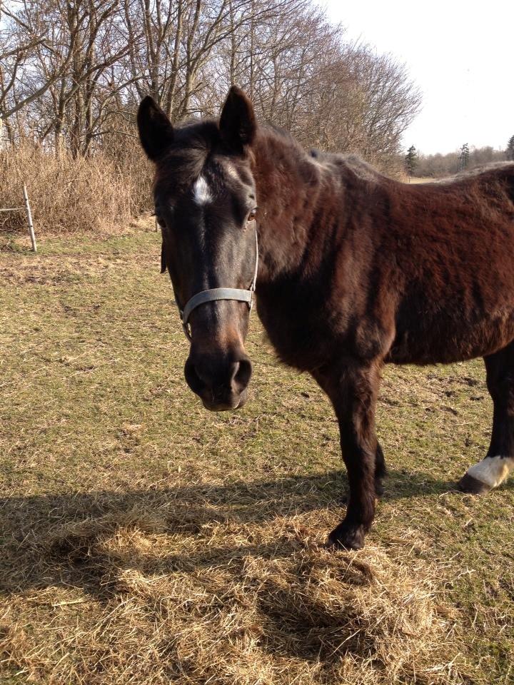Oldenborg Dolly billede 6