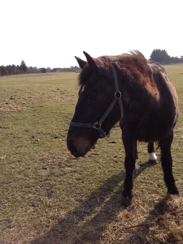 Oldenborg Dolly billede 8