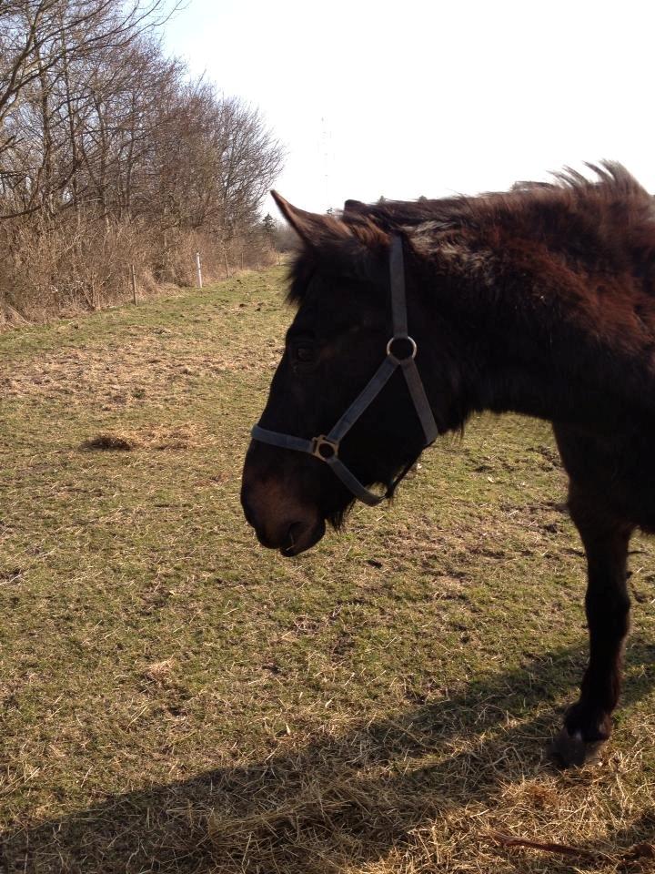 Oldenborg Dolly billede 9