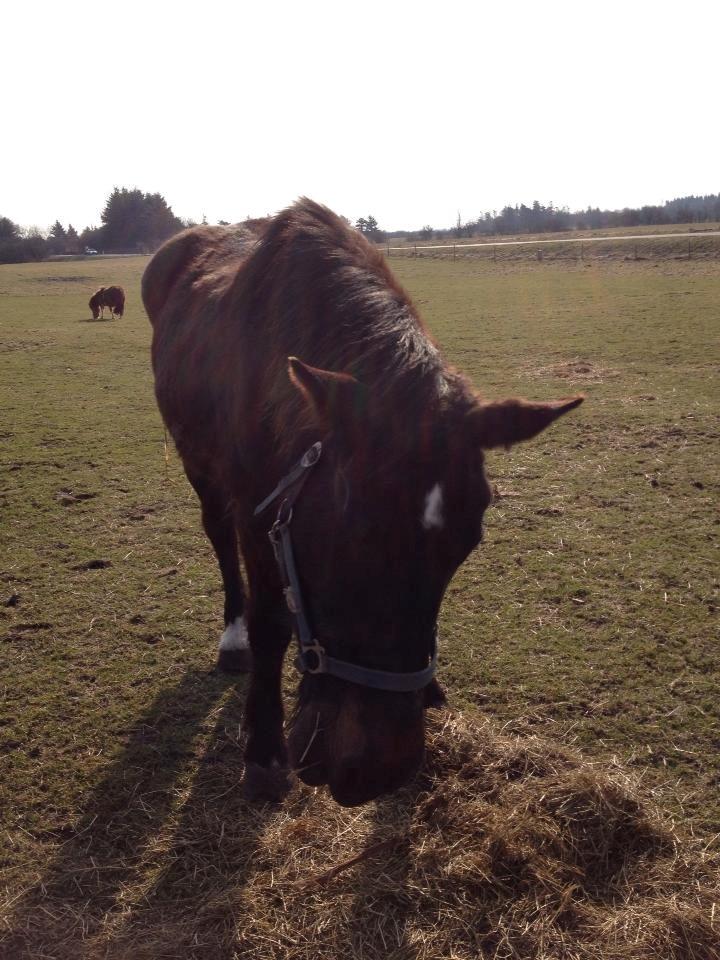 Oldenborg Dolly billede 14