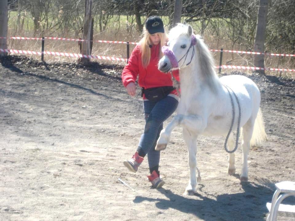 Welsh Mountain (sec A) Backerdales Gaia - Opvisning d.20.04.2013  billede 17