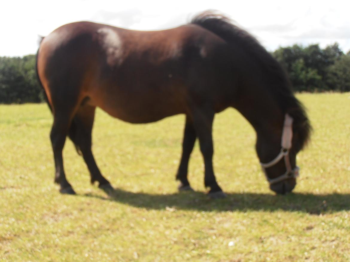 Shetlænder Beauty billede 2