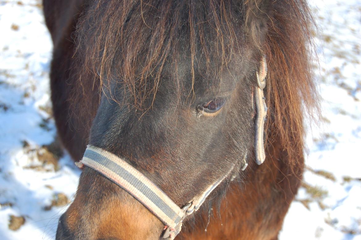 Shetlænder Beauty billede 3