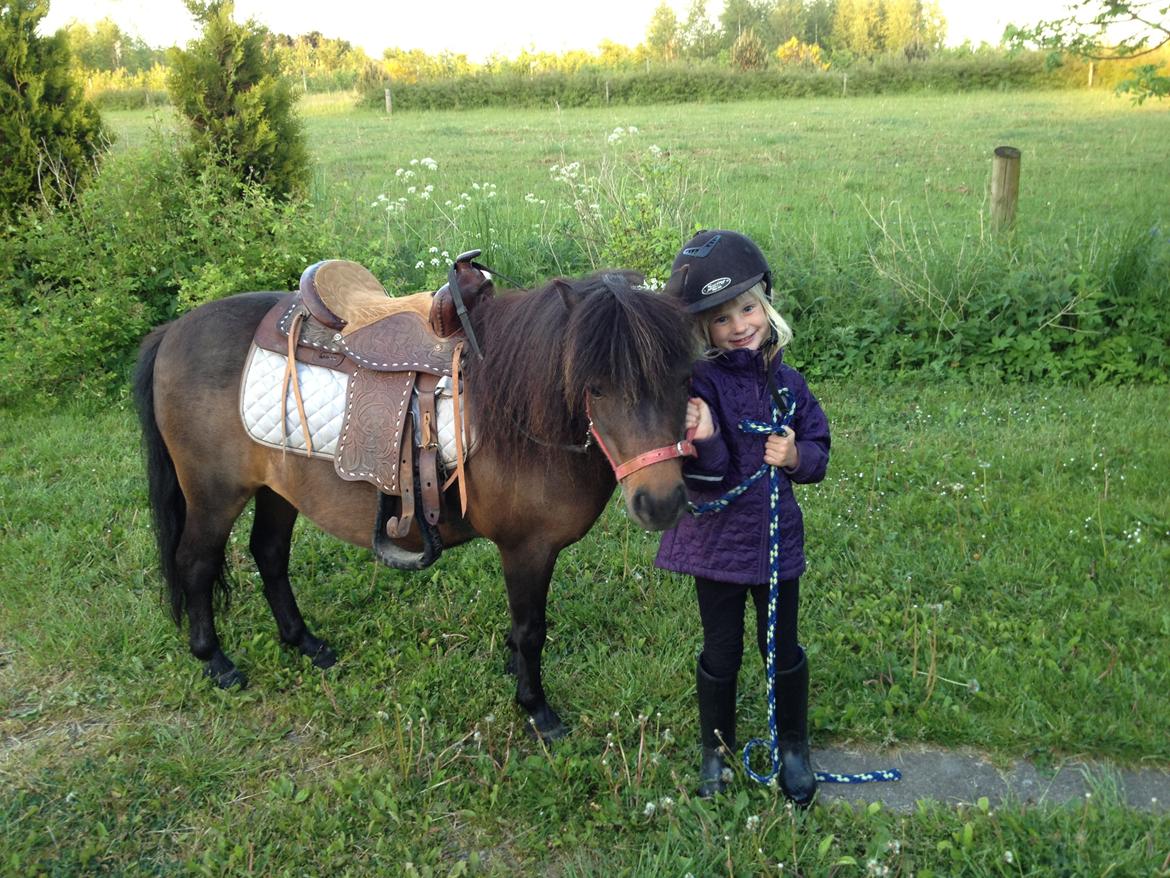 Shetlænder Beauty billede 5