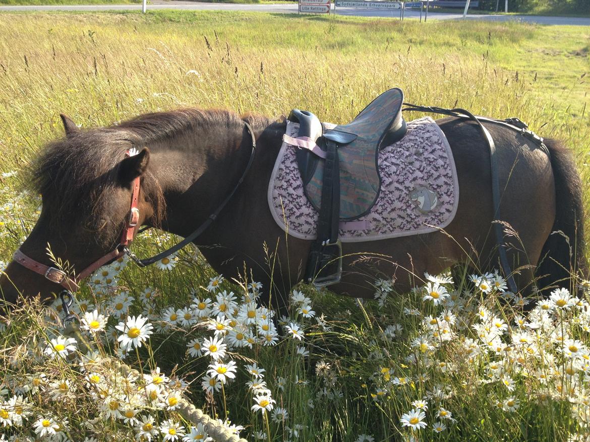 Shetlænder Beauty - Sommer 2012 billede 1