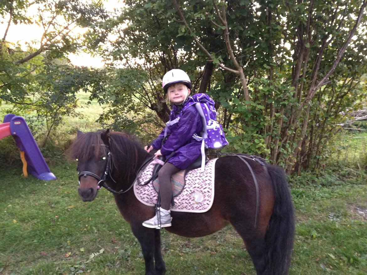 Shetlænder Beauty - Nathalie rider til skole billede 6