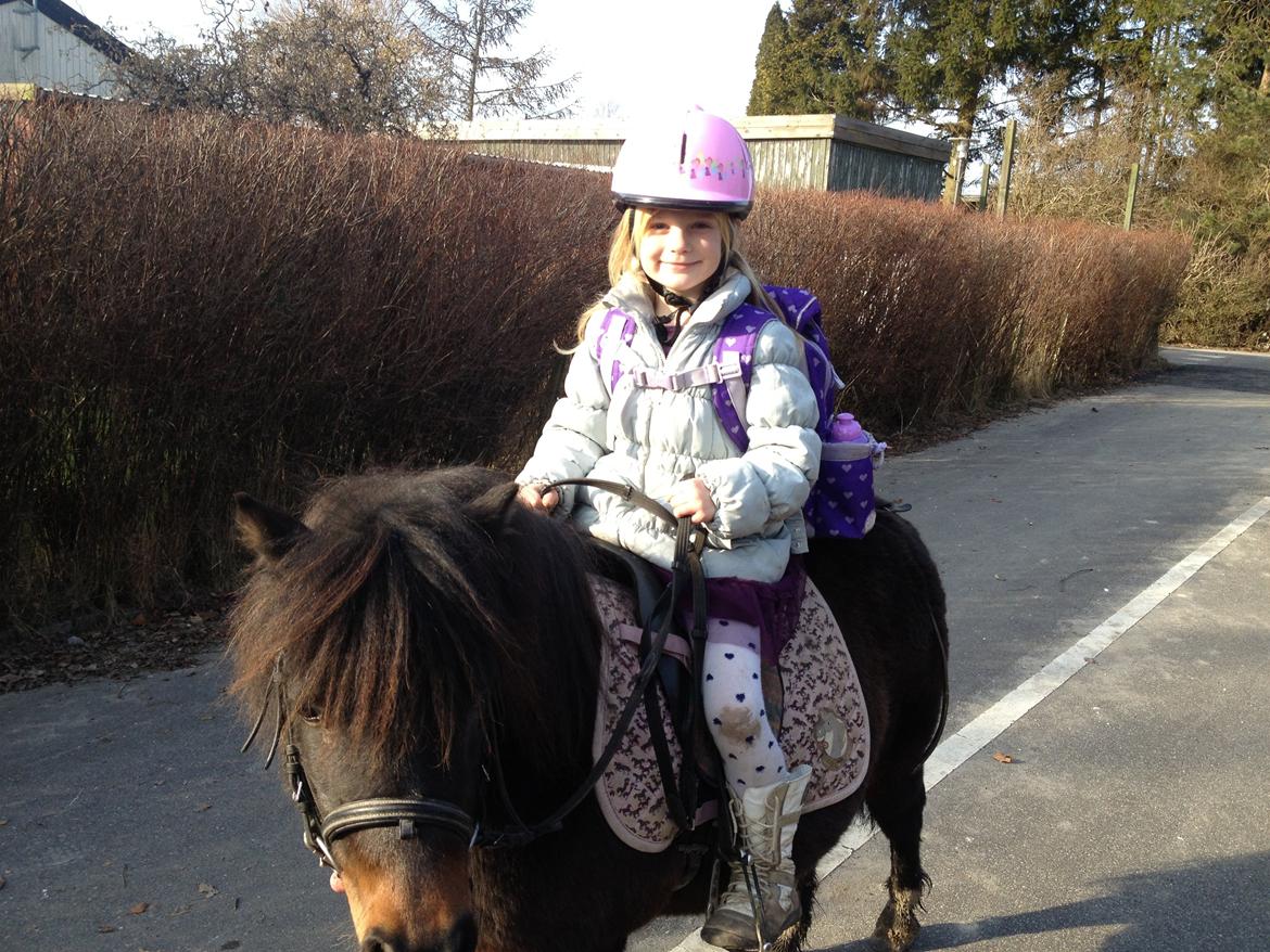 Shetlænder Beauty - På vej hjem fra skole billede 7