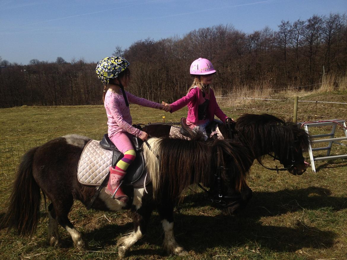 Shetlænder Beauty billede 8