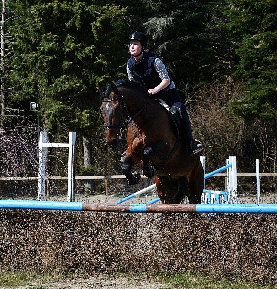 Tjekkisk Varmblod  Kusaj - Første gang på springbanen og første gang over hækken :D billede 6