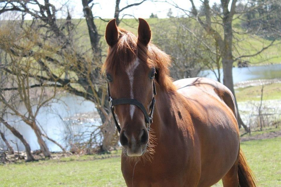 Anden særlig race Potter (Rideskole hest) - Fold. billede 7