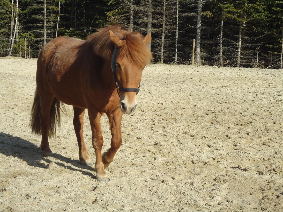 Anden særlig race Rosa - Søde Rosa nyder at få sit dækken af!(: billede 12