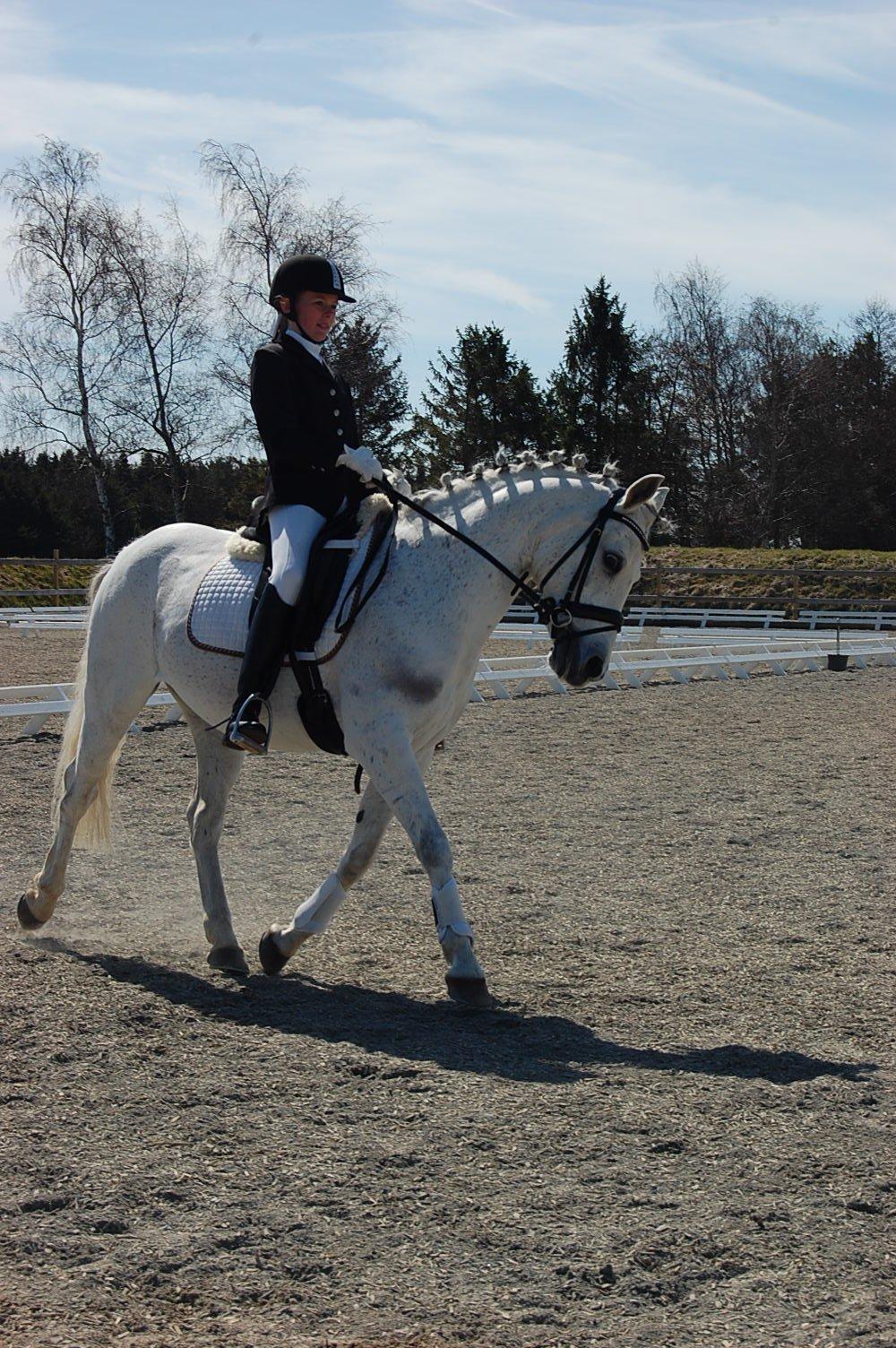 Anden særlig race Lucas billede 5