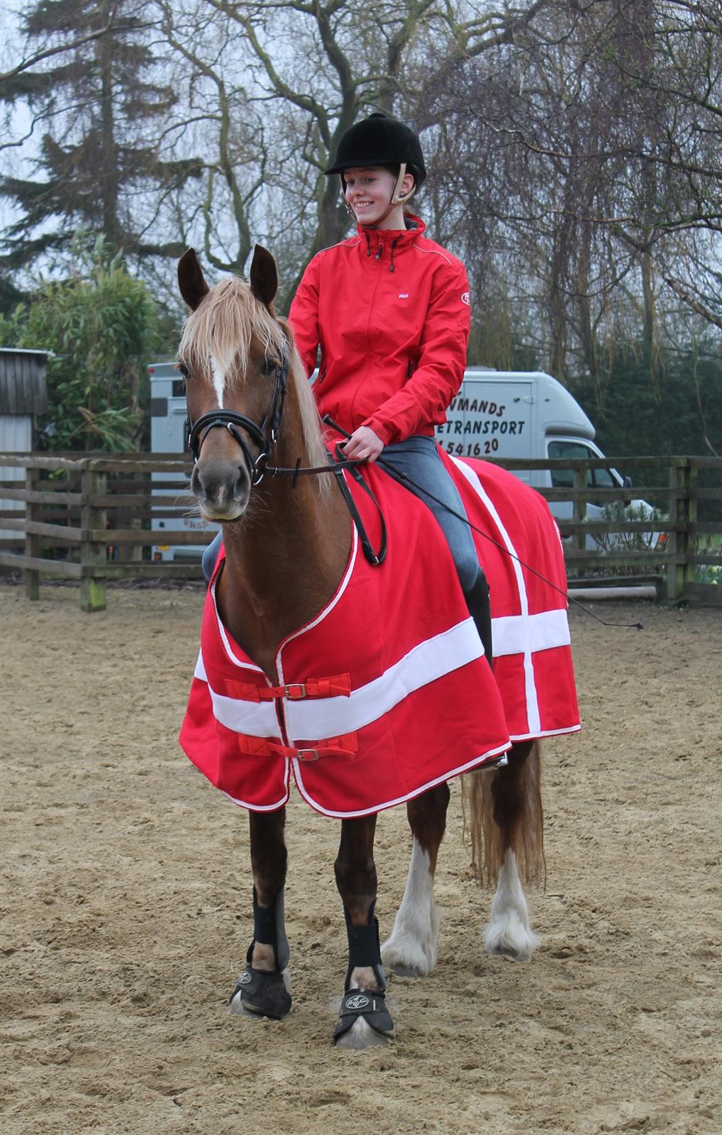 Welsh Cob (sec D) Sirius-S [Rider] - - 11/4-13, træning i England et par dage før stævnet. :-) billede 4