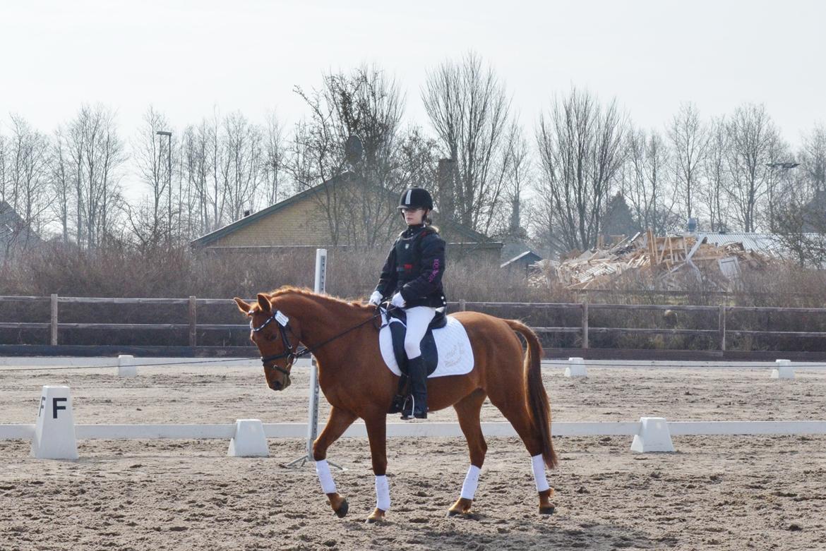 DSP Eldarion Telcontar TT (Dario) - Smukke Dario opføre sig pænt som altid:D billede 20