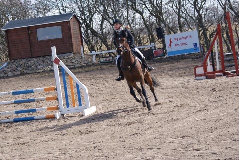 Hollandsk Sportspony Traquito. - D.stævne i Nibe!
LD 1.plads<3 billede 7