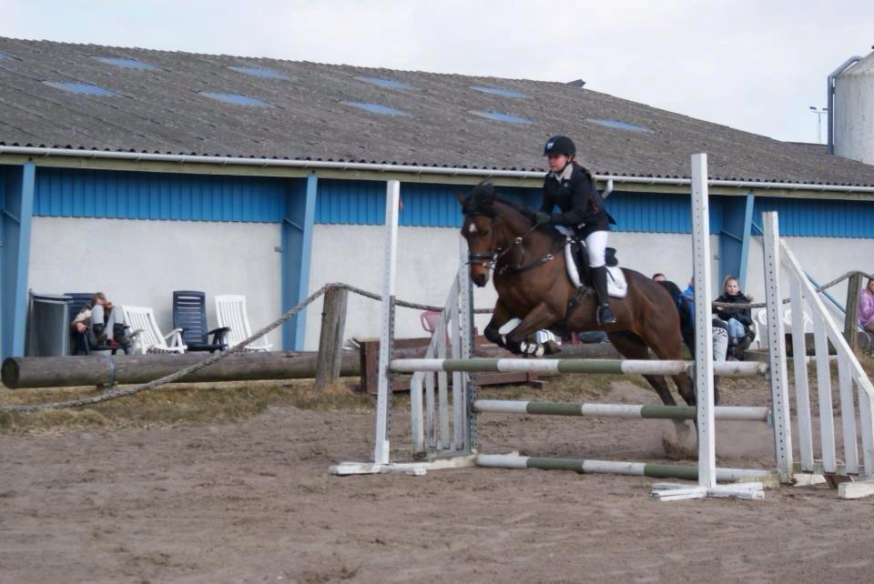 Hollandsk Sportspony Traquito. - D.stævne i Nibe! LD 1.plads<3 billede 9