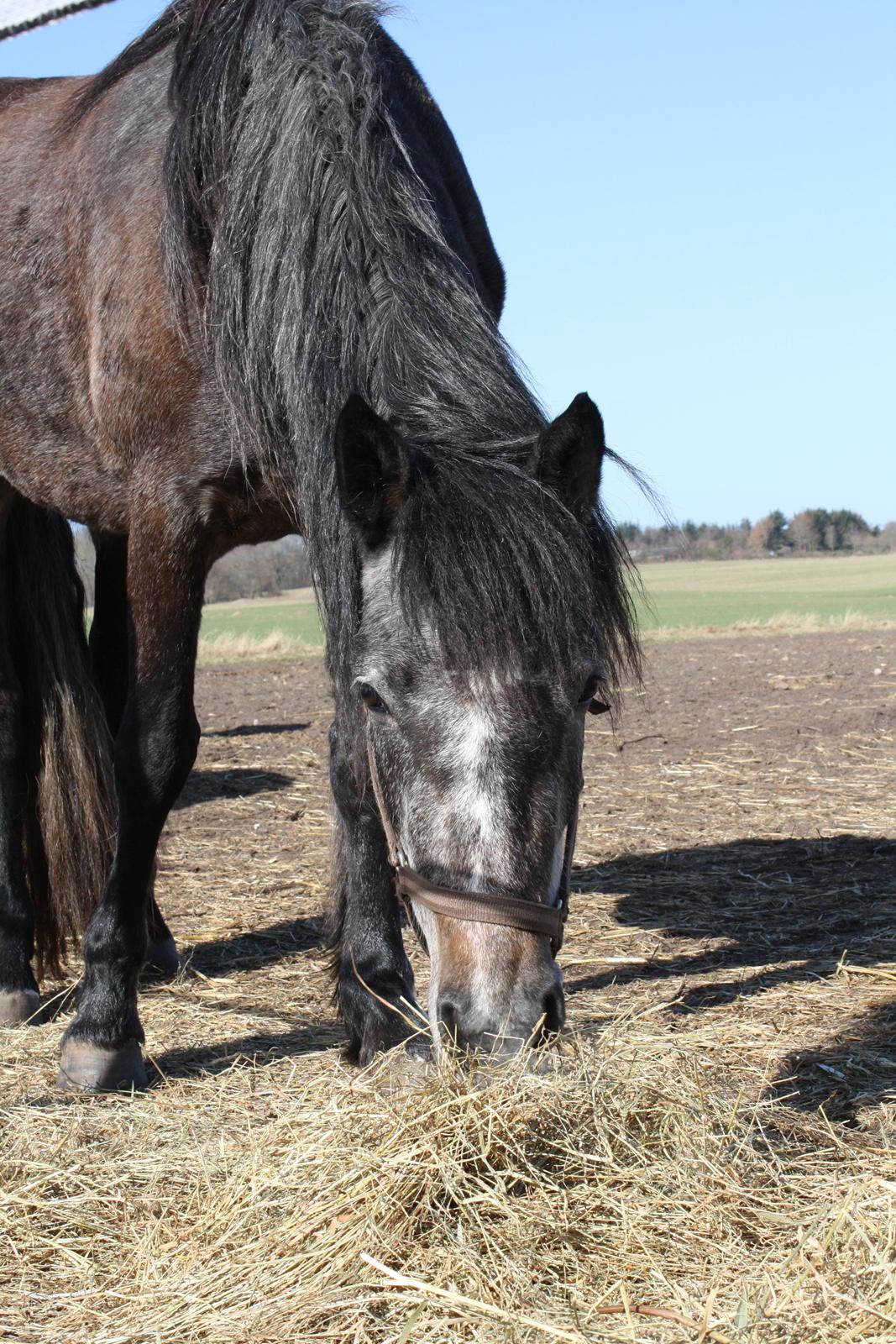 Connemara Broholm's Unique billede 3