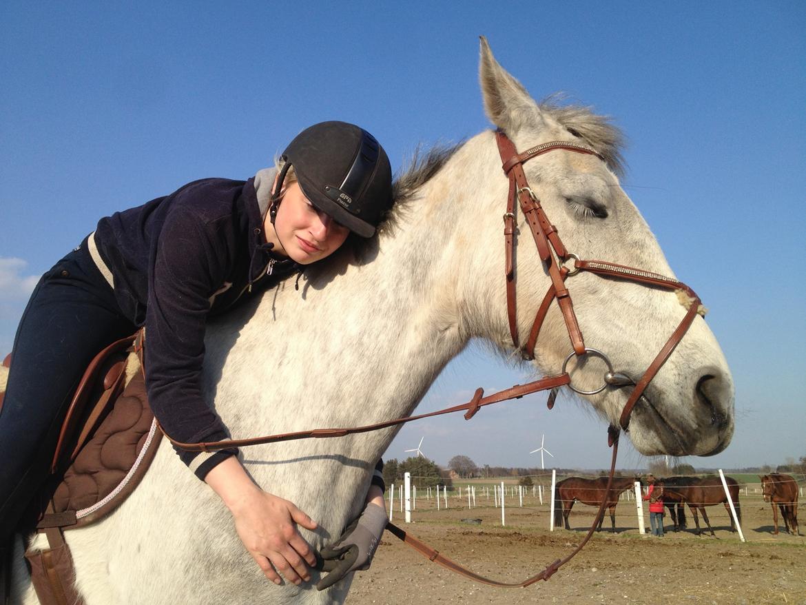 Hollandsk Varmblod Deline billede 19