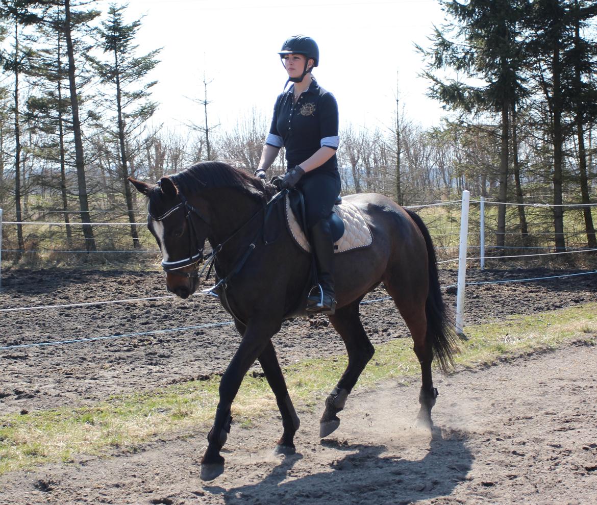 Dansk Varmblod Stald Nyborgs Chantell - Træning D. 21-04-13 - Så fantastisk hun var !!
 billede 1