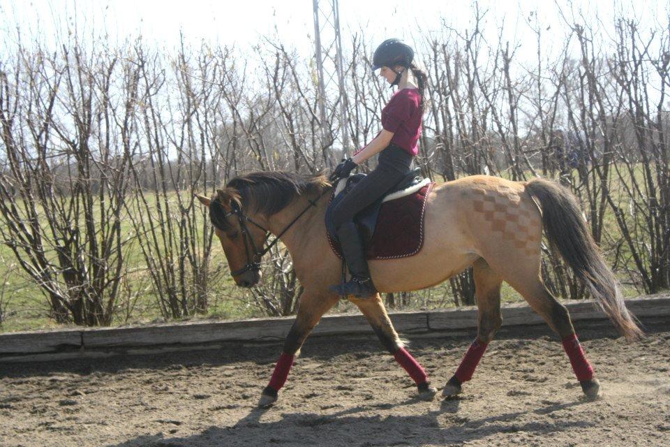 Anden særlig race Lady - Dressur med Caro. <3
 billede 20
