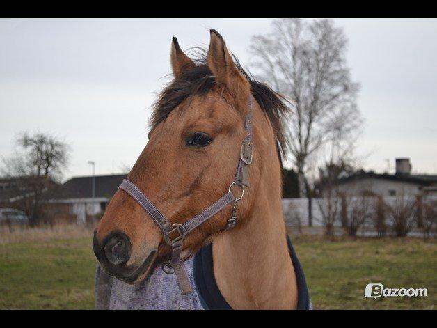 Anden særlig race Lady billede 3