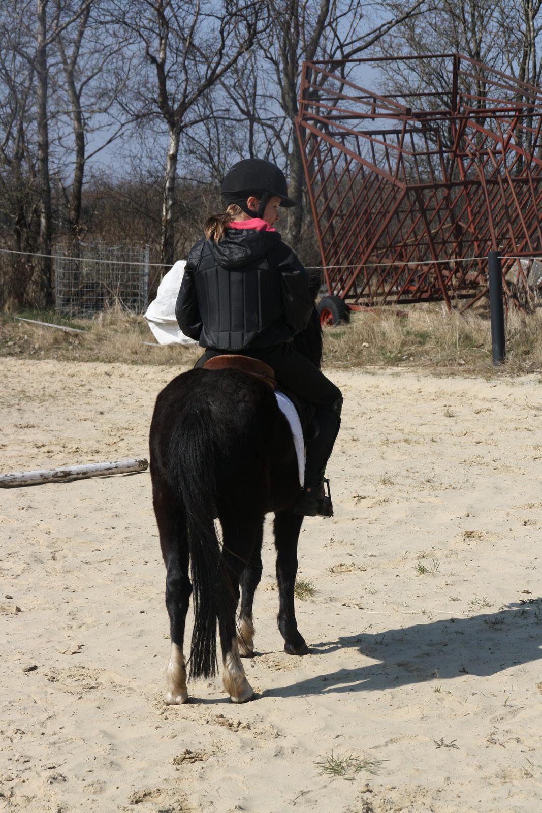 Welsh Mountain (sec A) Nørrehedens Bounty billede 7