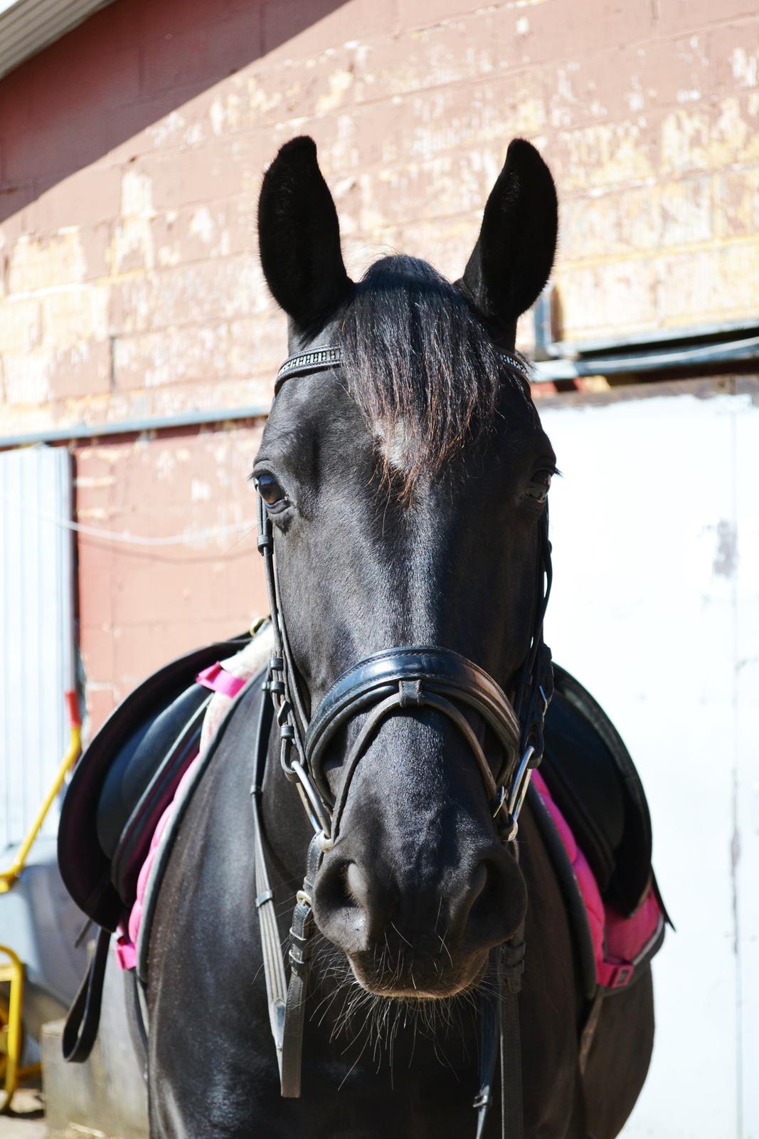 Anden særlig race Lady Gaga billede 4