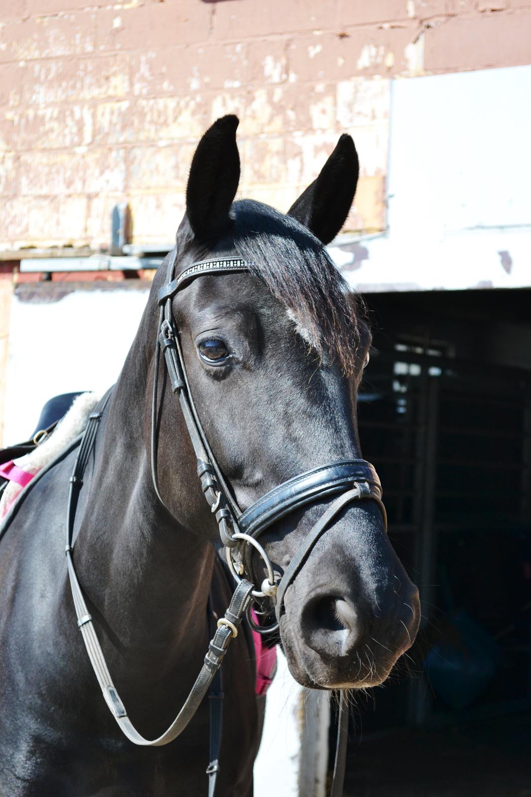 Anden særlig race Lady Gaga billede 5