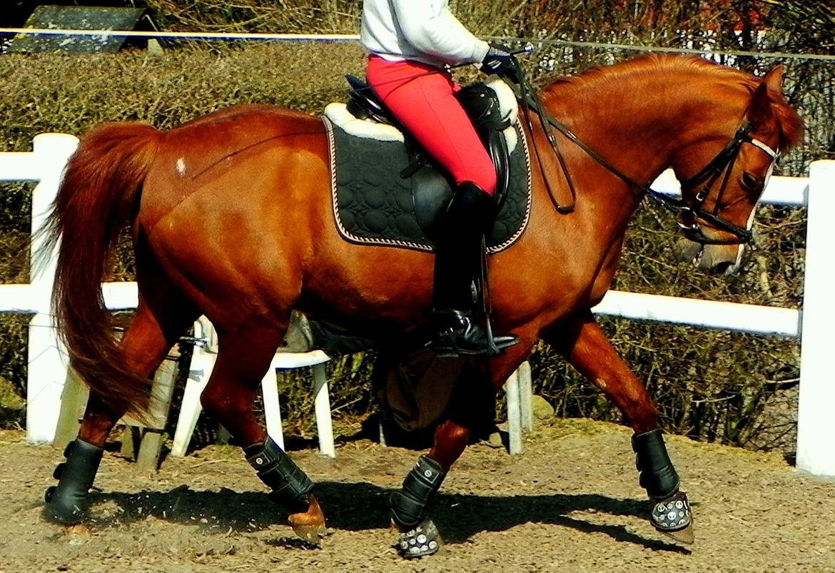 Hollandsk Sportspony Broderigårdens Nando (Gucci Nans) - Nansii billede 35