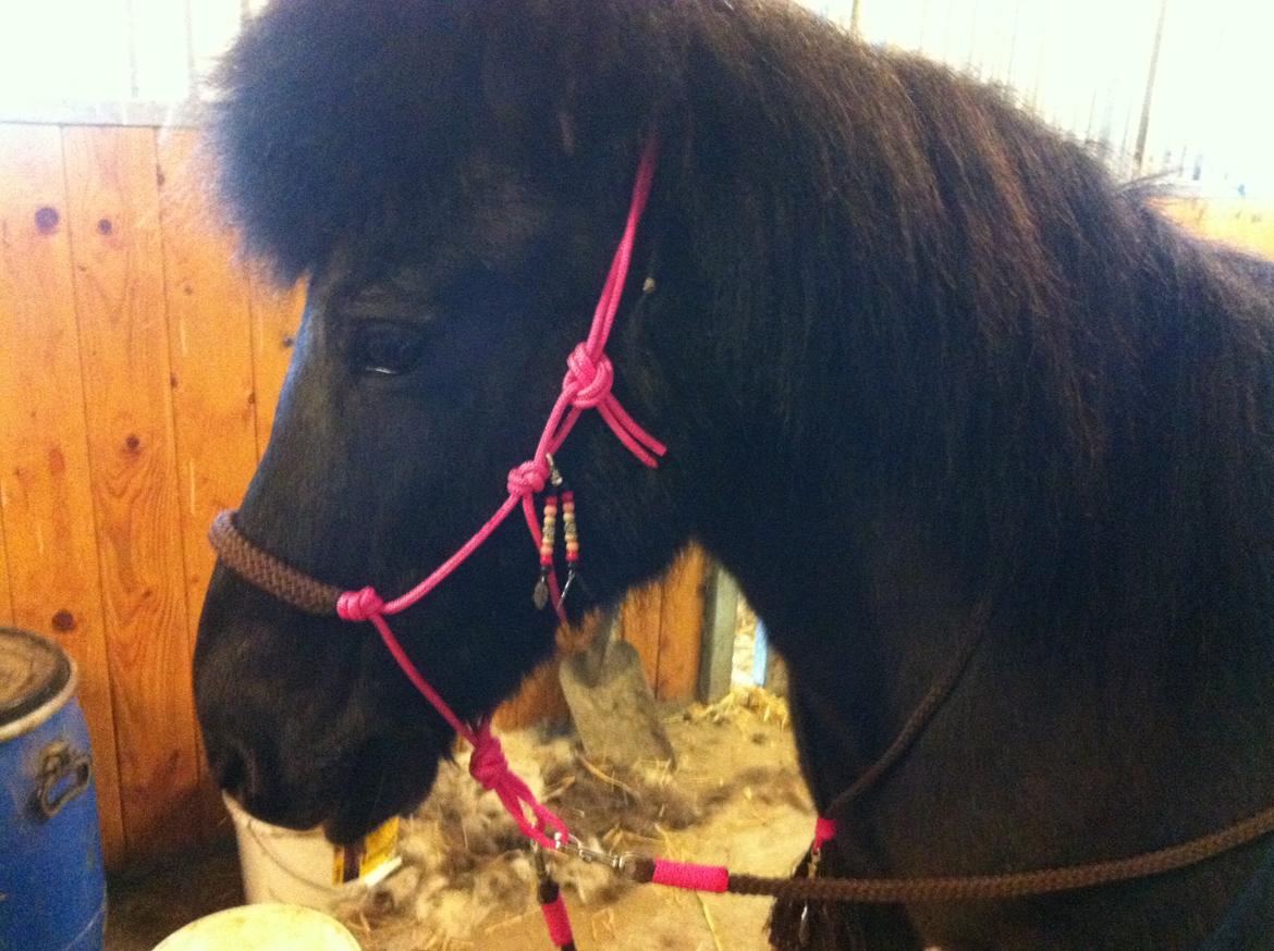 Islænder Halla fra Hejelte - Med sit nye sæt fra Horse Charms! | Forår 2013 billede 5