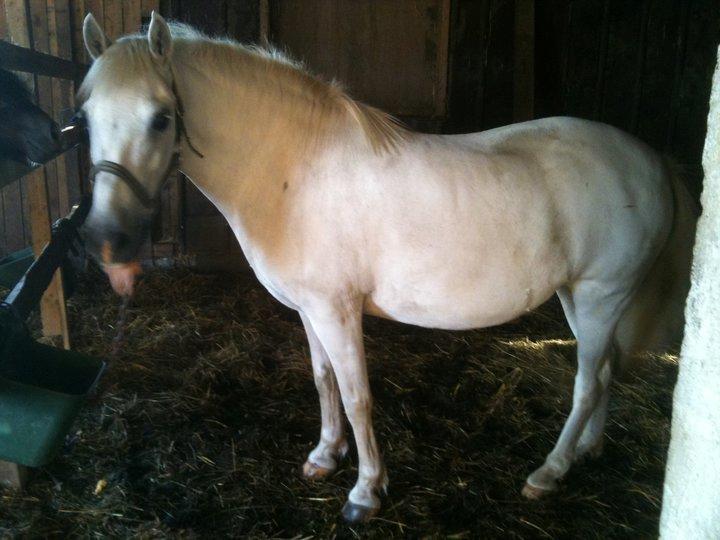 Anden særlig race MetteLine <3 billede 7