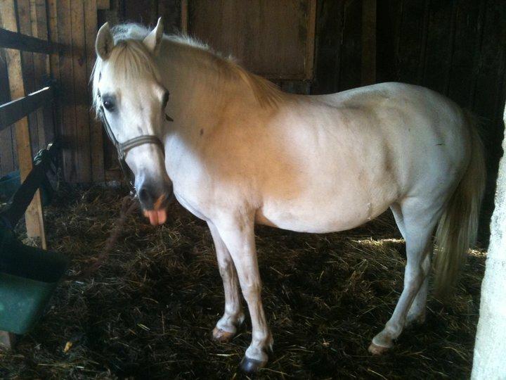 Anden særlig race MetteLine <3 - Tænk at jeg lod dig forlade mit liv! Jeg er et dårligt menneske :'( <3 billede 16