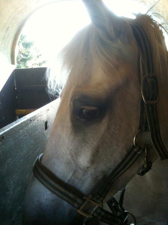 Anden særlig race MetteLine <3 - Vi er snart hjemme skat <3 billede 9