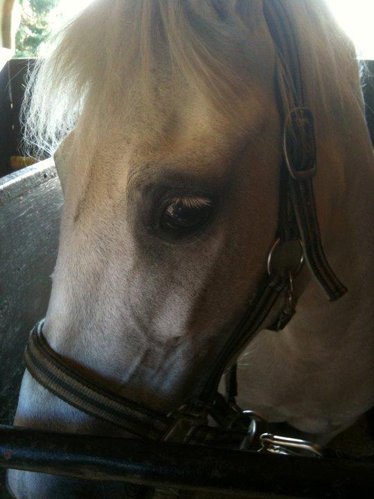 Anden særlig race MetteLine <3 - MetteLine på vej hjem i hestetraileren <3 billede 8