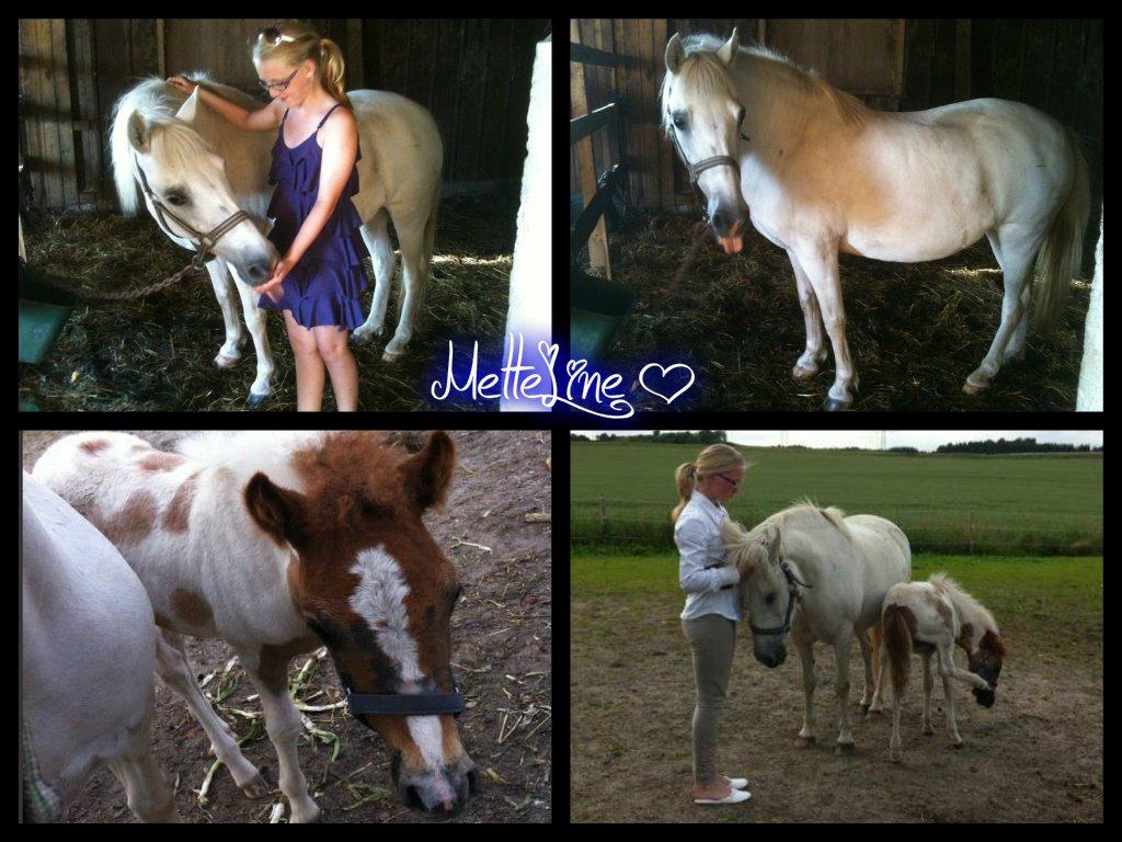 Anden særlig race MetteLine <3 - Mig og MetteLine <3 MetteLine <3 MetteLines føllebølle <3 Da jeg siger farvel til pigerne :'( <3 billede 1