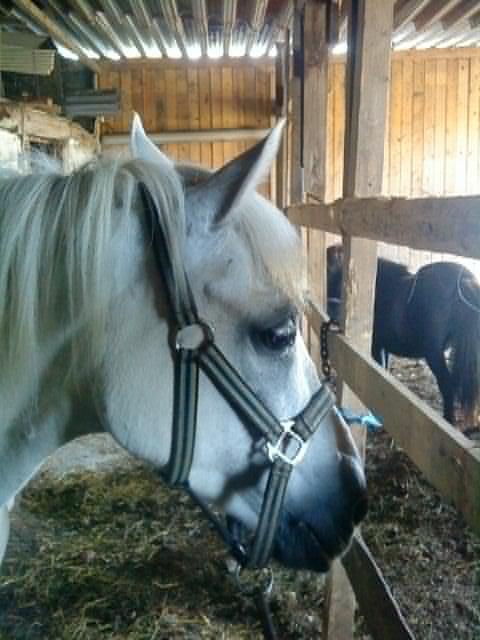 Anden særlig race MetteLine <3 billede 14